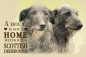 Preview: Nostalgieschild - Hundeschild im Retrostil Motiv: Scottish Deerhound #1